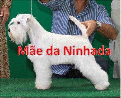 Canil Especilizado em SCHNAZUER BRANCO - Temos os mais belos filhotes !!