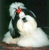 Lindos filhotes de shint-zu R$1.200