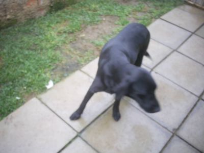 PEQUENO PLANTEL DE LABRADOR