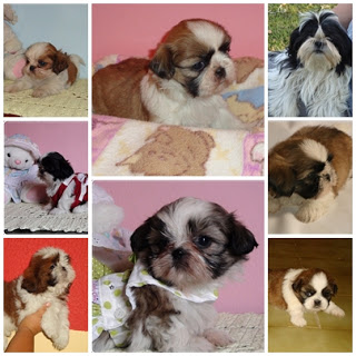 Shih Tzu, Filhotes, Filhotes de Shih Tzu, Filhotes de Shih Tzu a Venda, Venda de Filhotes, Venda de 