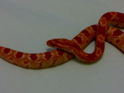Corn Snake/Cobra do Milho