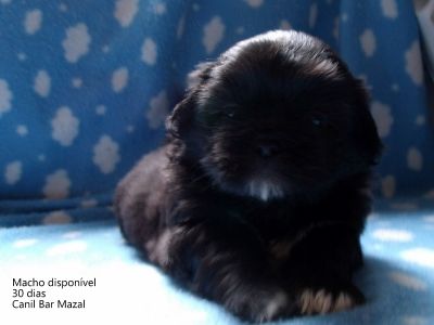 Filhotes de Shih Tzu