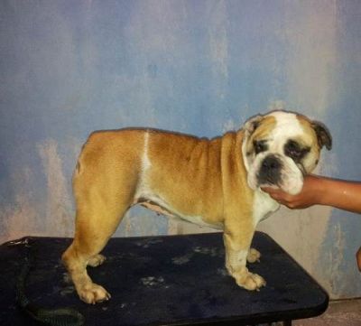 Bulldog Inglês Fêmea Adulta