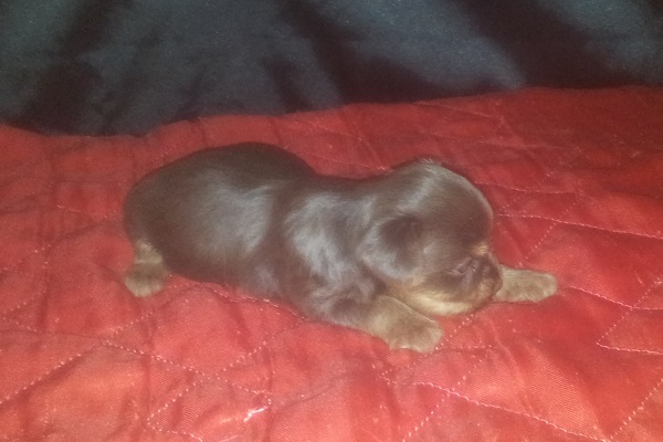 Filhote macho de Yorkshire Terrier Chocolate