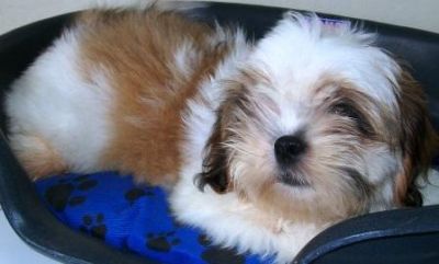 Promoção de pascoa, shih tzu, Porto Alegre, Pet Shop,