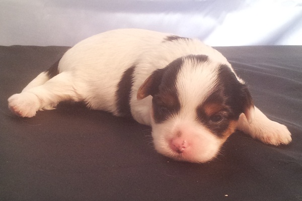 Filhotes de Biewer Terrier