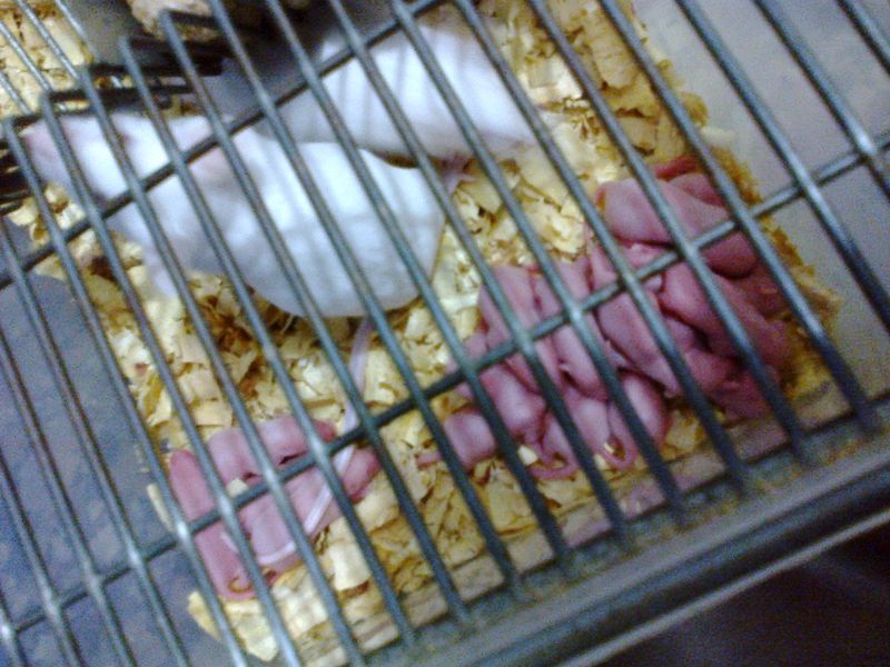 Camundongos em sp,camundongos congelados,neonatos congelados,roedores em sp,camundongos a venda sp