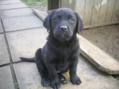 Lindos filhotes de labrador