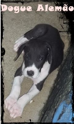Dogue Alemão  Filhote  Macho Mantado  o último  50 dias 