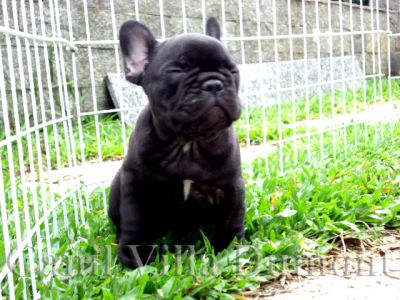 Bulldog Frances - Machos e Fêmeas - Preto c Peito Branco (Tigrado)