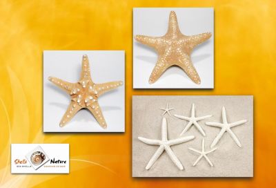 CONCHAS DO MAR , ESTRELAS , ARTESANATOS , BIJUTERIAS , ETC...