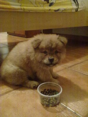 Canil dogs Valents:Excelência em filhotes