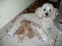 poodle toyzinhos machos e femeas