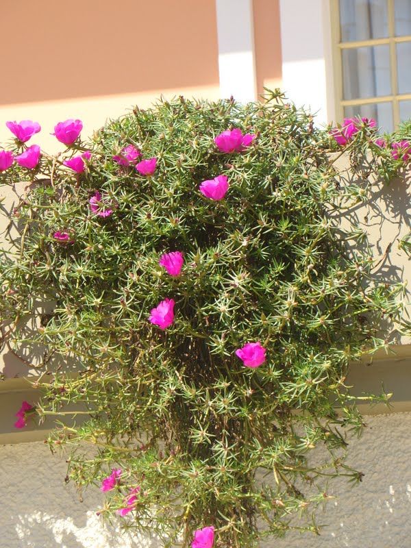 Jardinagem em sorocaba e região e com a Eco Flora