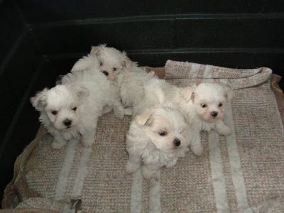 MALTÊS VENDA DE FILHOTES SOMENTE COM PEDIGREE