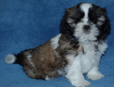 Filhotes de Shih Tzu