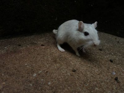 venda de esquilos da mongolia (gerbil)