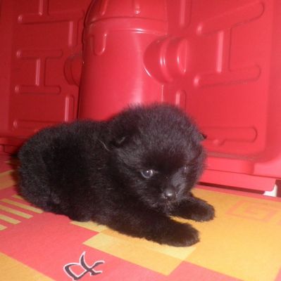 Filhote de Lulu da Pomerânia