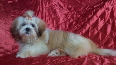 Filhote de Shih Tzu 