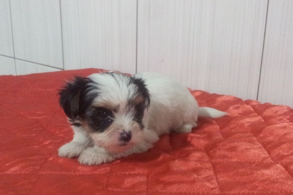 Filhote de Biewer Yorkshire Terrier