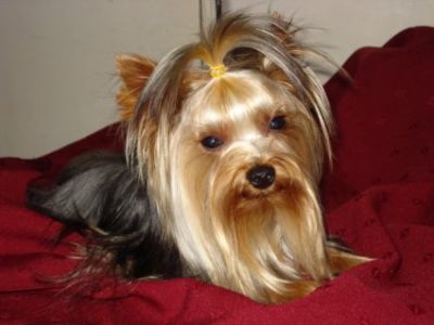 Filhotes de yorkshire, muito lindos. R$800