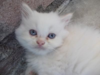 gatos persas Teutônia