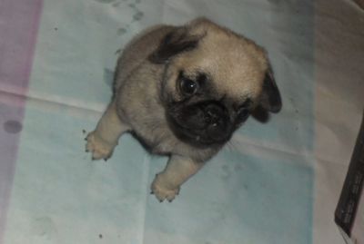 FILHOTES DE PUG À VENDA