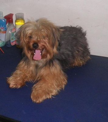 Yorkshire Fêmea Adulta