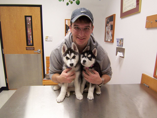 Filhotes de Husky Siberiano