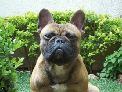 Bulldog Frances filhote