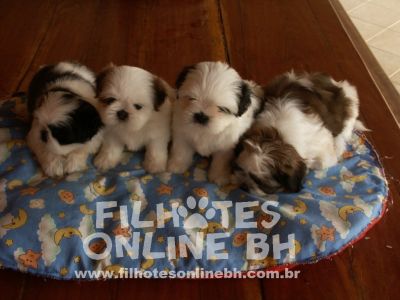 Shih Tzu - Canil Filhotes On Line BH