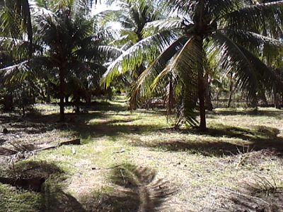 TERRENOS AVENDA EM CORURIPE