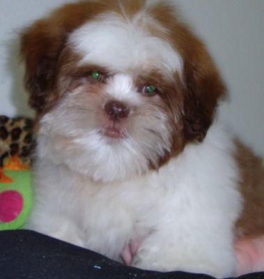 shih-tzu menor porte 3.5kg branco e chocolate SP 11-2279-7645