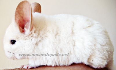 Chinchilas - Lindos Filhotes Rio de Janeiro!