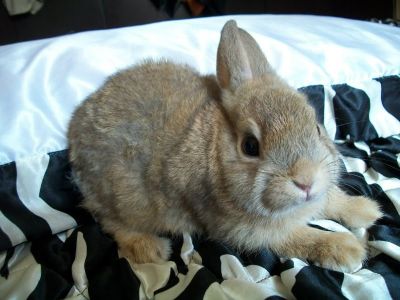 Mini Coelhos F & J...