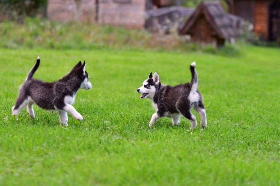 Filhotes de Husky Siberiano de raça pura