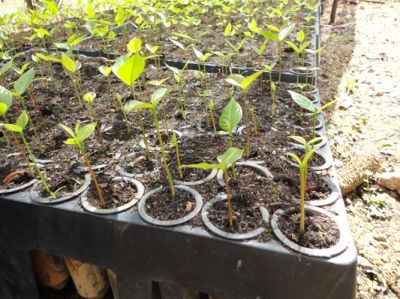 Mudas de Mogno Africano