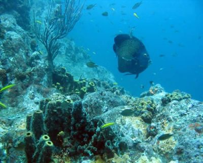 JÁ MERGULHOU COM ECOBUZOS?