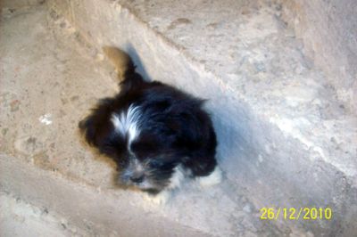 Filhote de Lhasa Apso