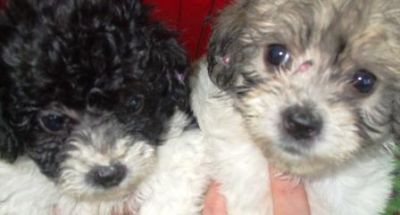 Filhotes, Lhasa Apso, Porto Alegre,