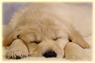 vendo filhotes de várias raçcas