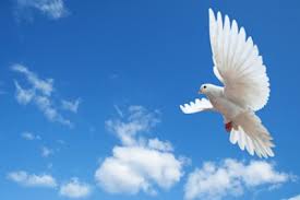 Plano Funerário Campinas F:(19) 3384-7804