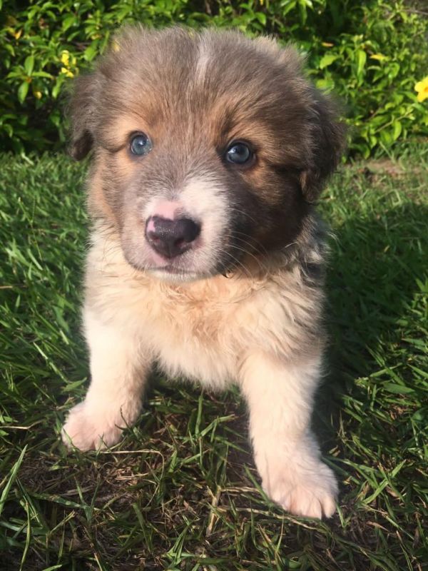 Filhotes de Border collie direto do criador.Lindos e saudáveis.