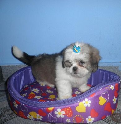 Filhote de Lhasa Apso