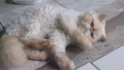 gatos persas Teutônia