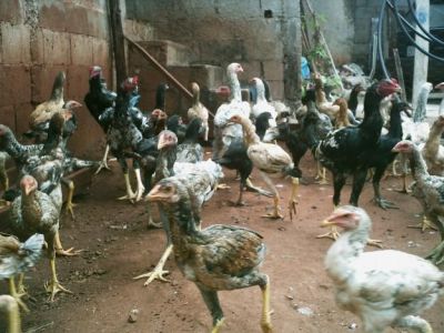 Frango Indio Gigante ( Ovos Galados, Pintainhos, Frangos e Frangas)