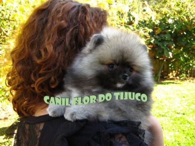 SPITZ ALEMÃO - CANIL FLOR DO TIJUCO - VENDA DE FILHOTES