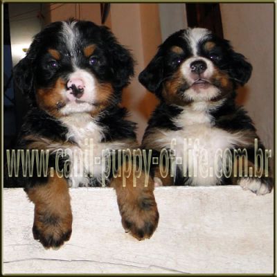 Canil puppy of life- vd filhotes Bernese Mountain Dog-SP