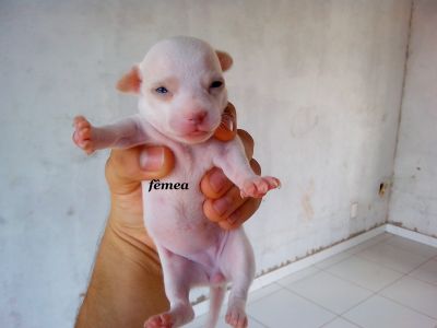 Lindas Fêmeas de Chihuahua