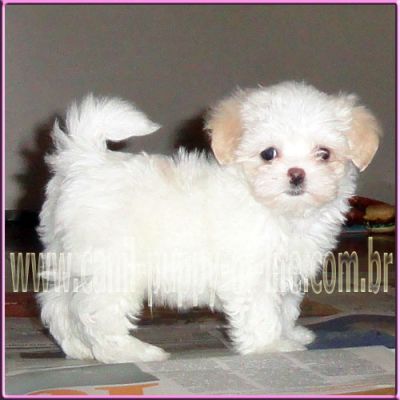 Canil- vd filhotes maltes micro